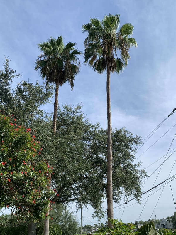 Washingtonia robusta
