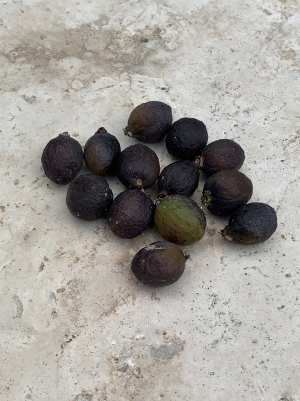 Hyophorbe lagenicaulis