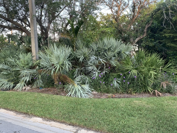 Serenoa repens sp. silver