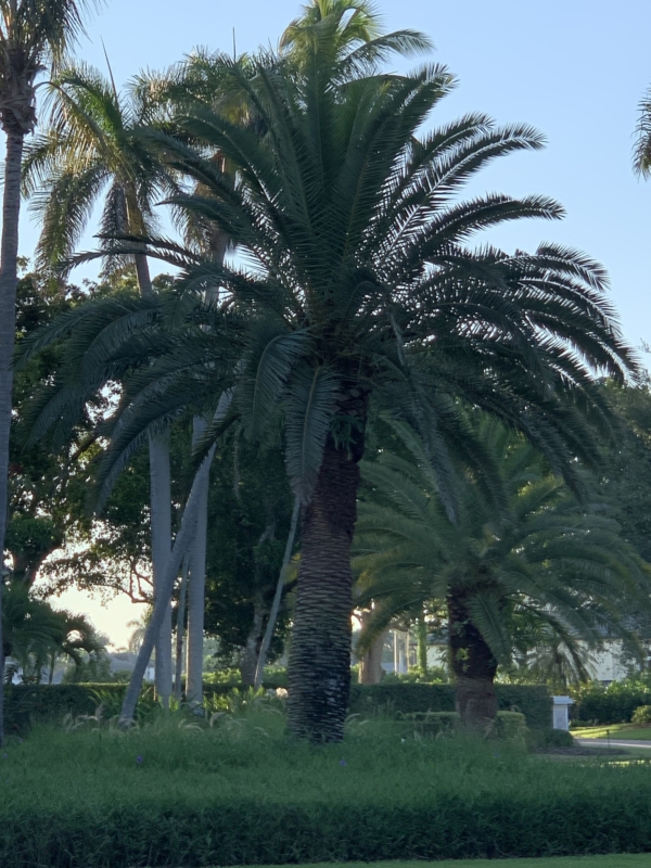 Phoenix canariensis