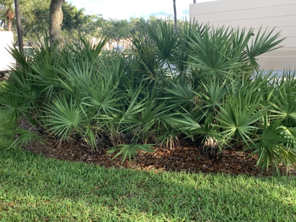 Serenoa repens