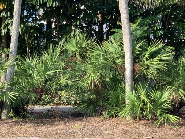 Serenoa repens
