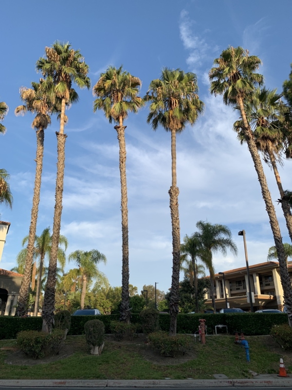 Washingtonia robusta