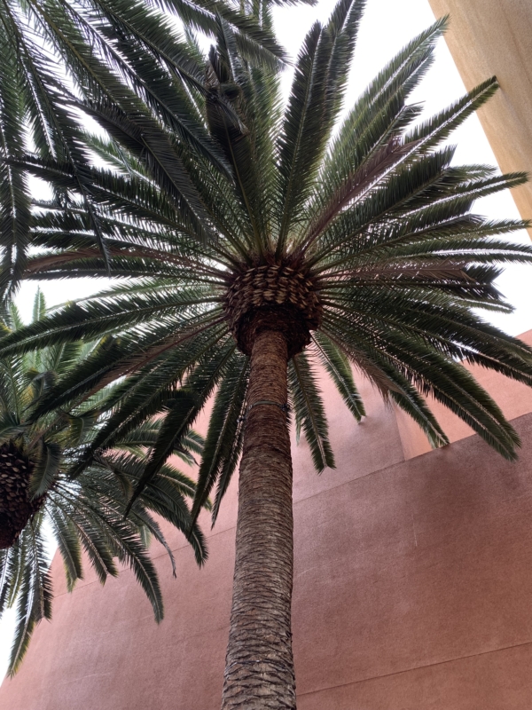 Phoenix canariensis