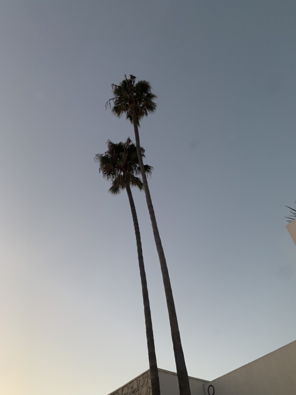 Washingtonia robusta