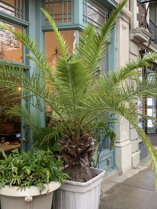 Phoenix canariensis