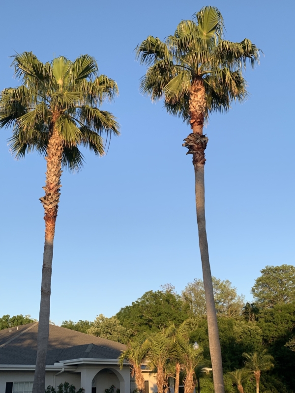 Washingtonia robusta