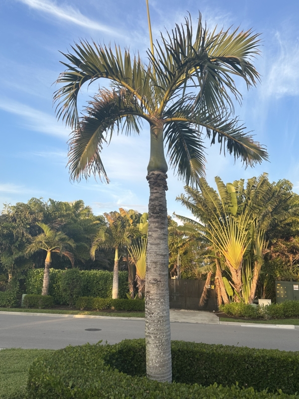 Hyophorbe verschaffeltii