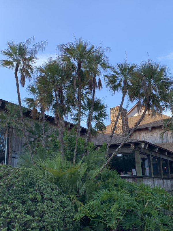 Acoelorrhaphe wrightii