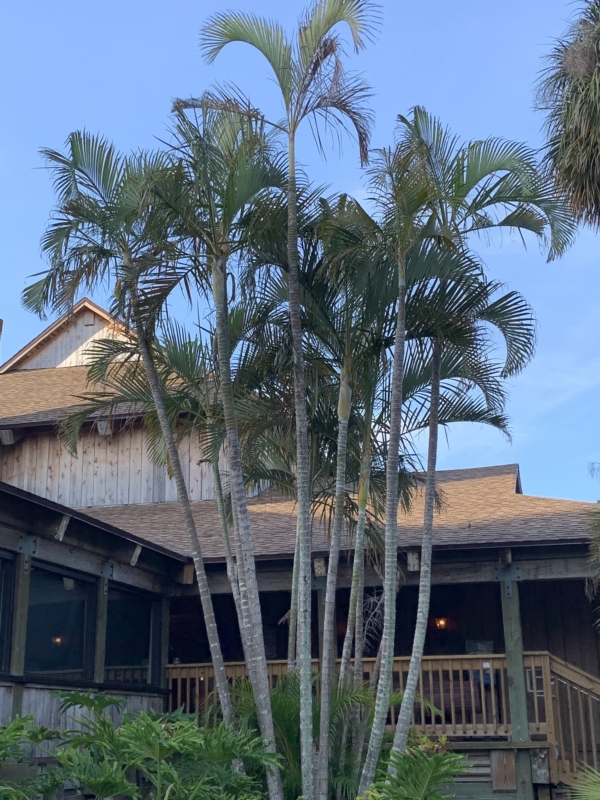 Chrysalidocarpus lutescens