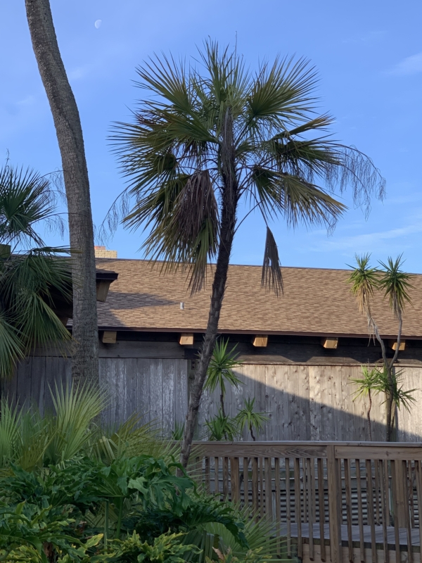 Acoelorrhaphe wrightii