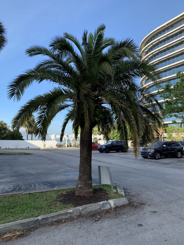 Phoenix canariensis