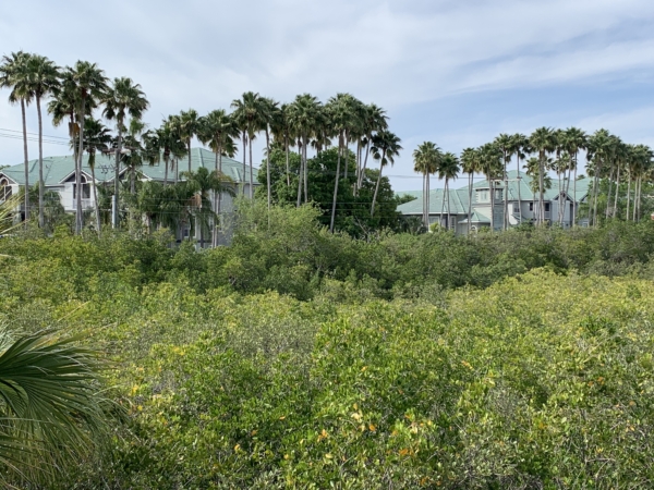 Washingtonia robusta