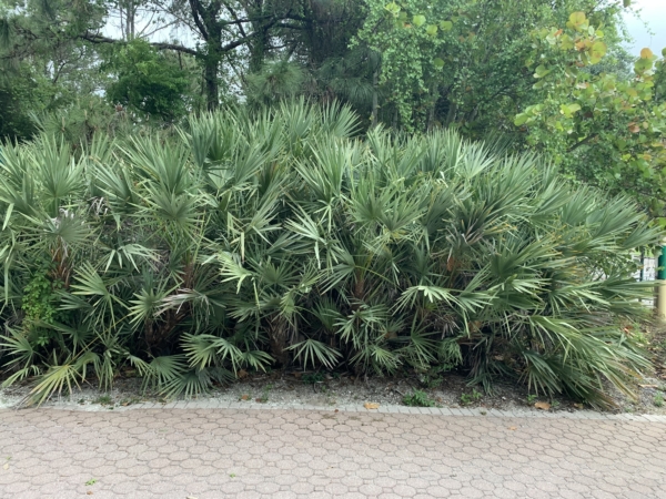 Serenoa repens