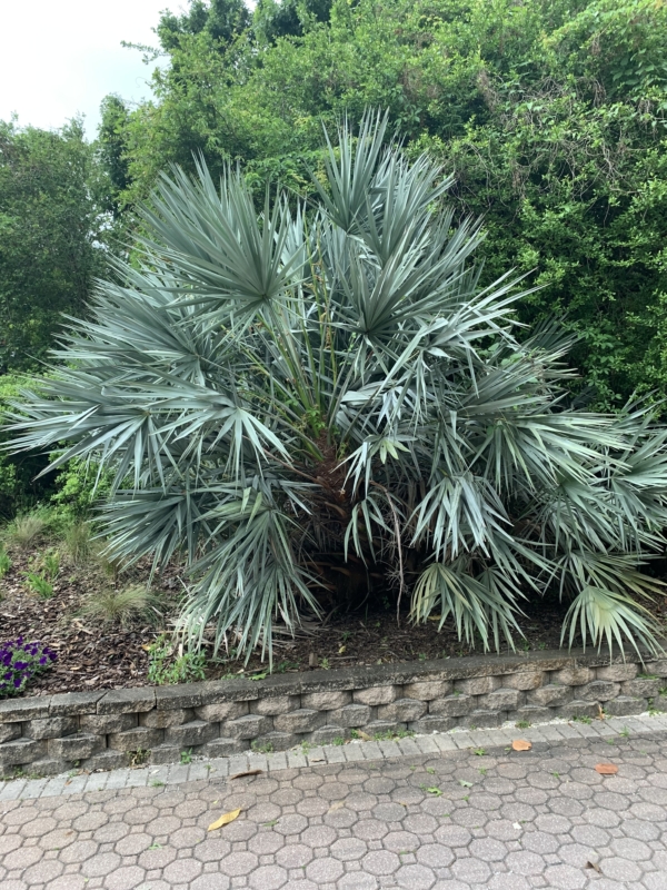 Serenoa repens sp. silver
