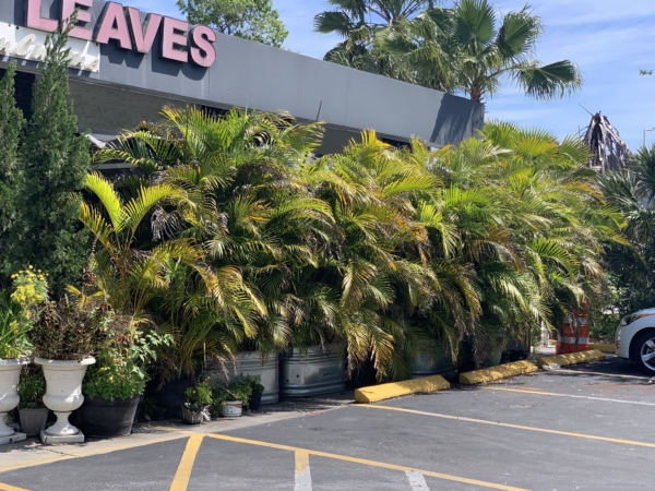 Chrysalidocarpus lutescens