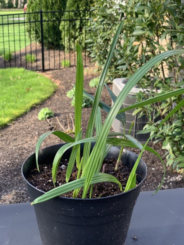 Phoenix dactylifera