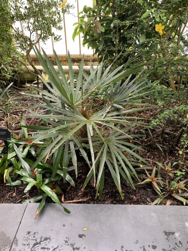 Coccothrinax borhidiana