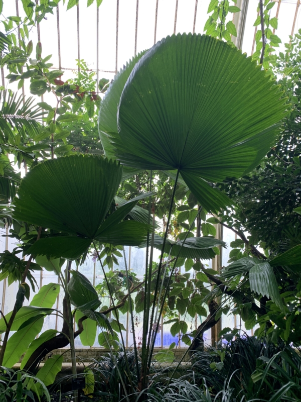 Licuala peltata var. sumawongii