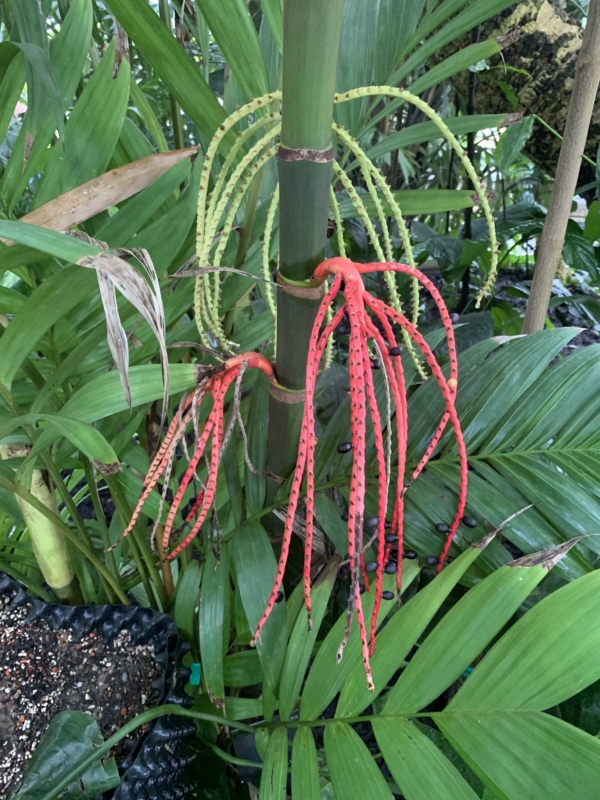 Pinanga coronata