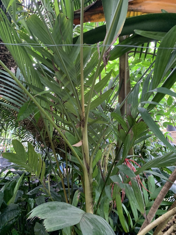 Pinanga coronata