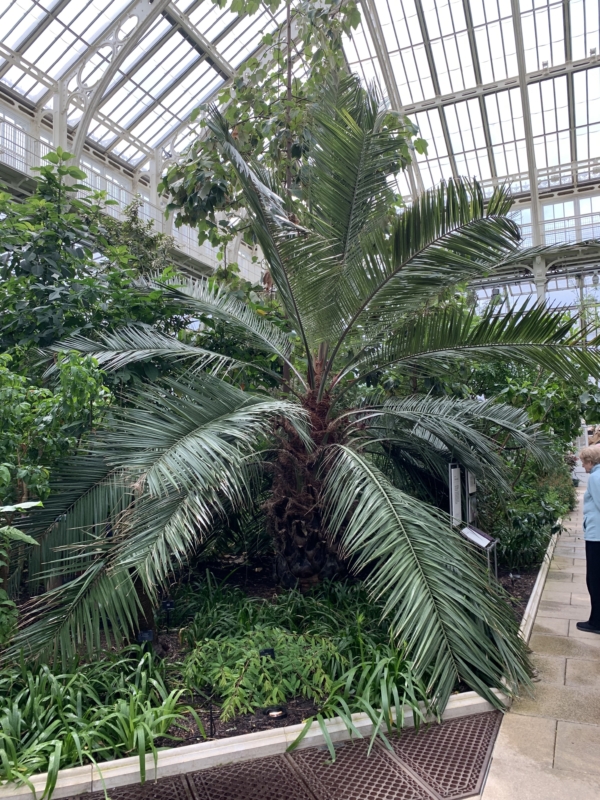 Jubaea chilensis