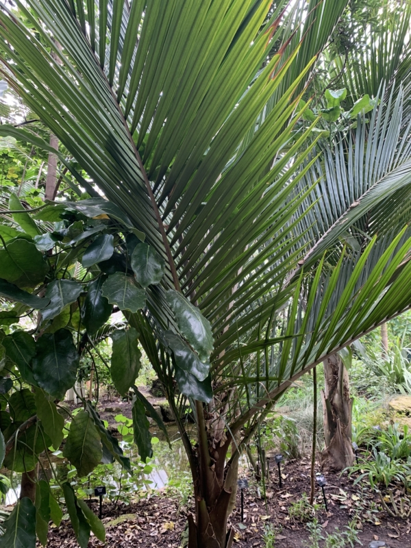 Rhopalostylis sapida