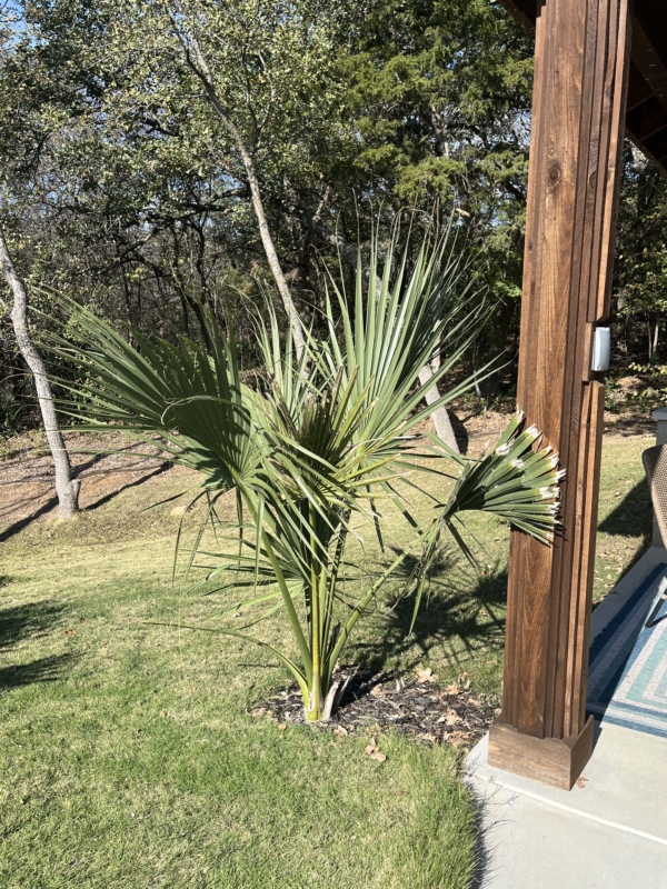 Sabal mexicana