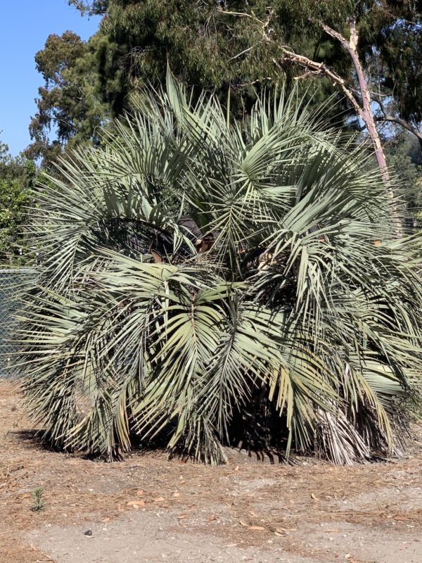 Butia capitata