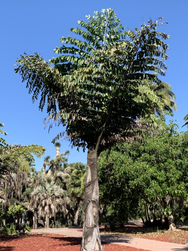 Caryota urens