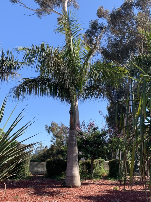 Roystonea regia