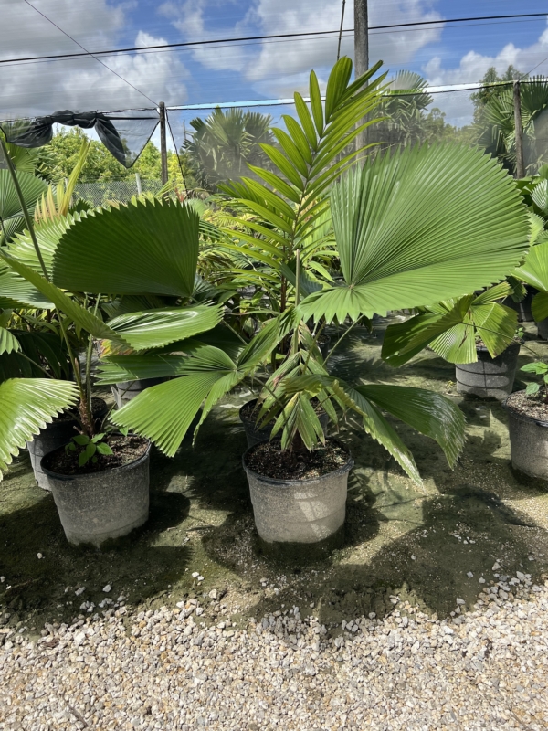 Licuala peltata var. sumawongii