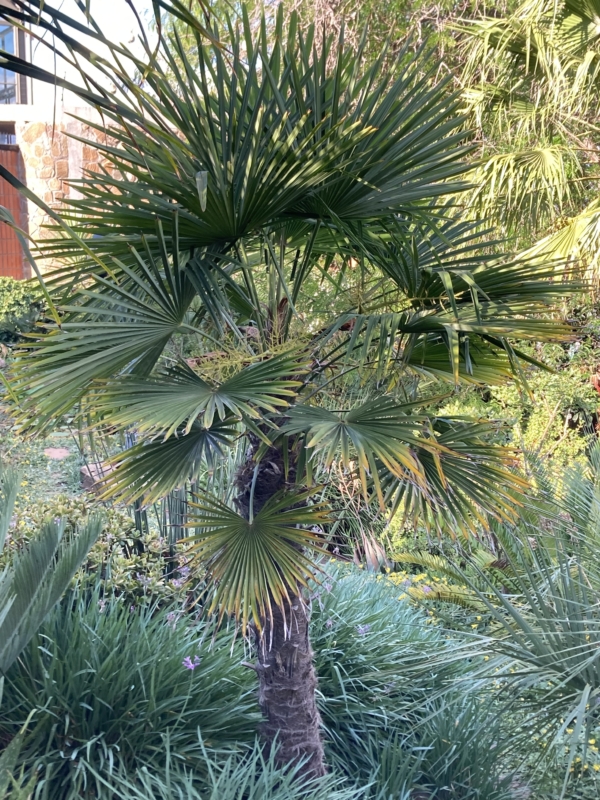 Trachycarpus fortunei