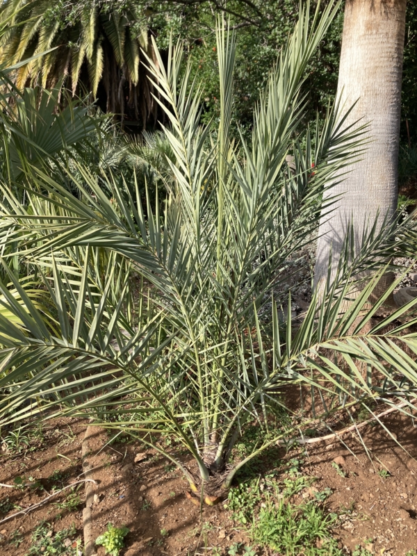 Phoenix dactylifera