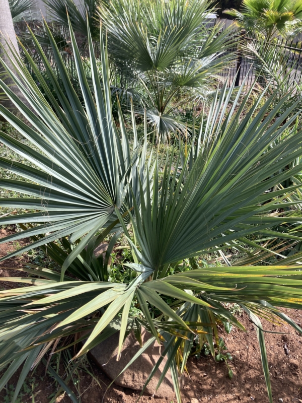 Sabal mexicana