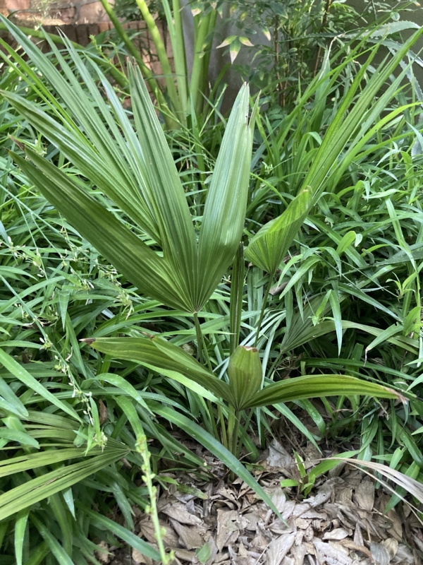 Acoelorrhaphe wrightii