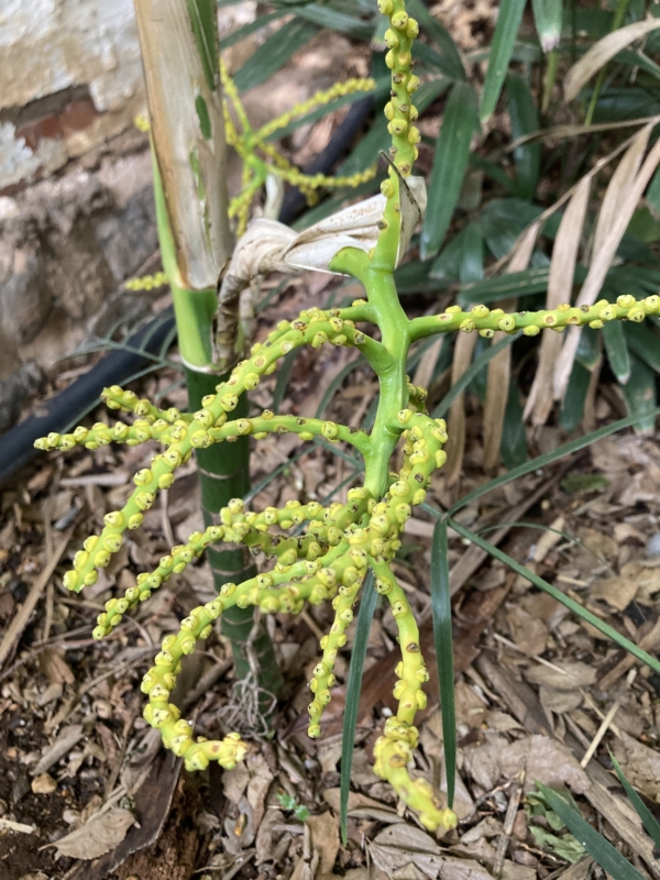 Chamaedorea tepejilote