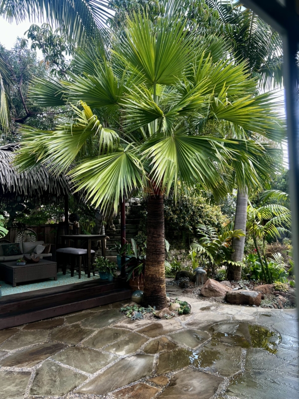 Brahea edulis