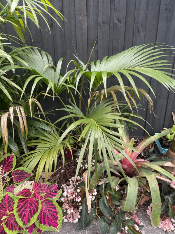 Howea belmoreana