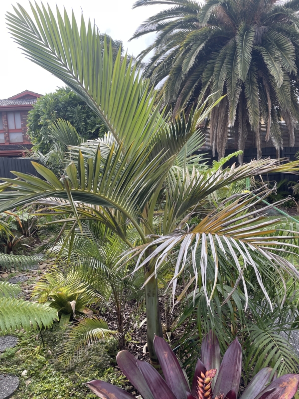 Archontophoenix purpurea