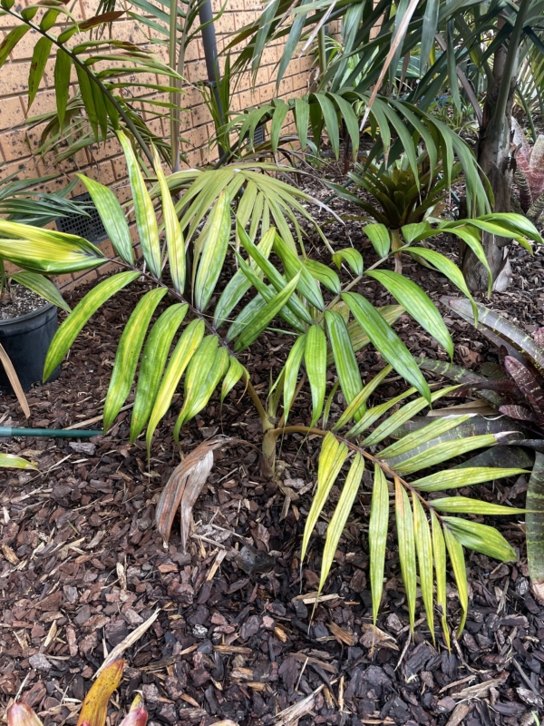 Chambeyronia macrocarpa var. hookeri