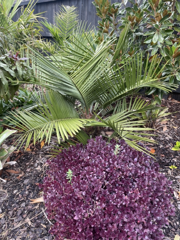 Jubaea chilensis