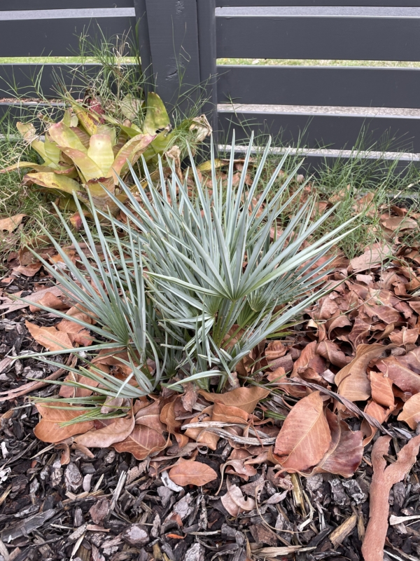 Chamaerops humilis var. argentea