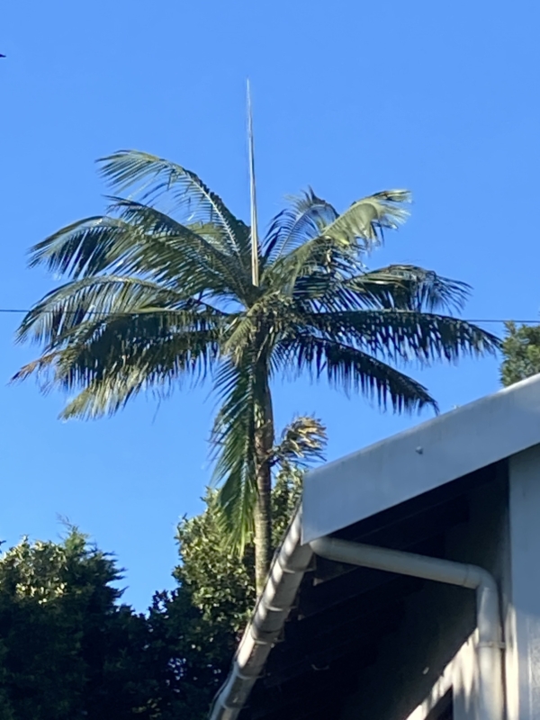 Dictyosperma album var. album