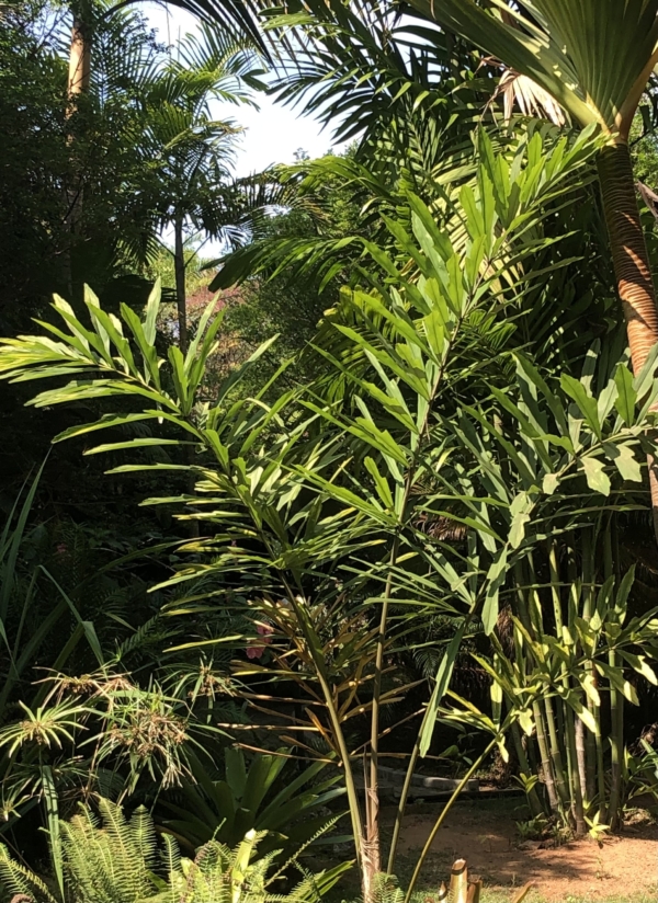 Wallichia disticha