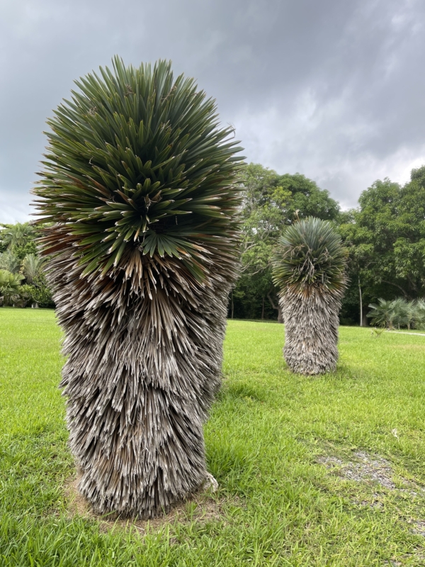 Hemithrinax ekmaniana