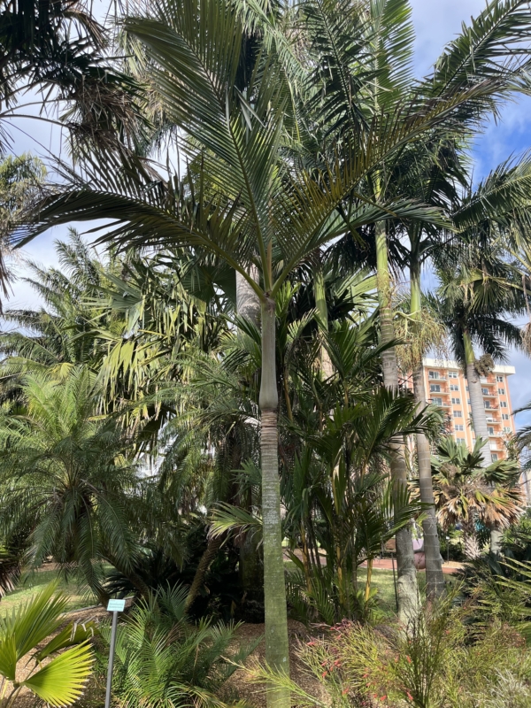 Archontophoenix purpurea