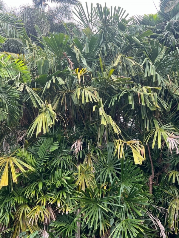 Licuala spinosa