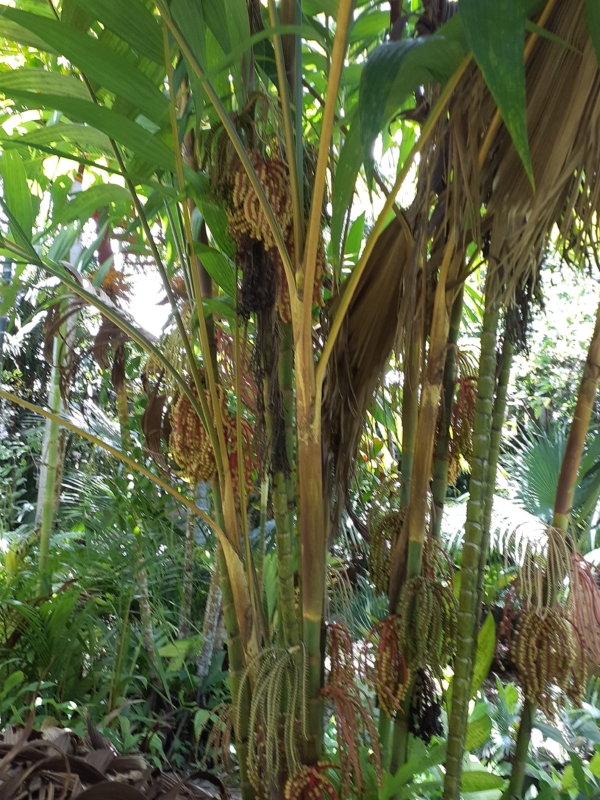 Pinanga coronata