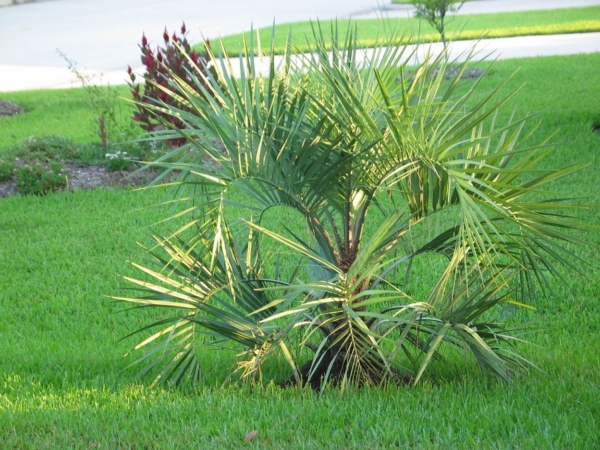 Butia capitata